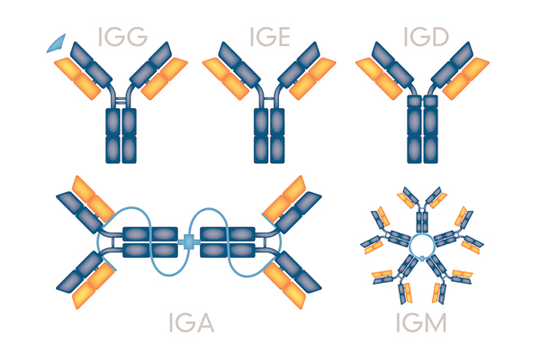 Antibody Humanization through Antibody Engineering