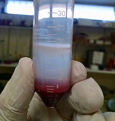 VHH Single Domain Antibody