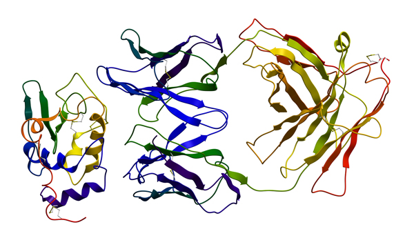 Antibody Affinity Maturation Services Through the Use of Naive Libraries