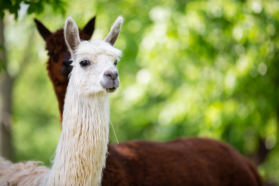 Alpaca Antibodies for Phage Display Library Creation