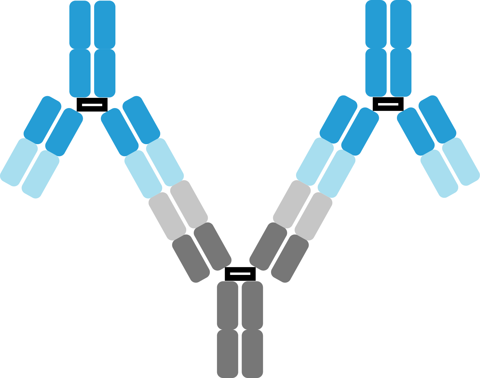 Anti-Idiotypic Antibody Development