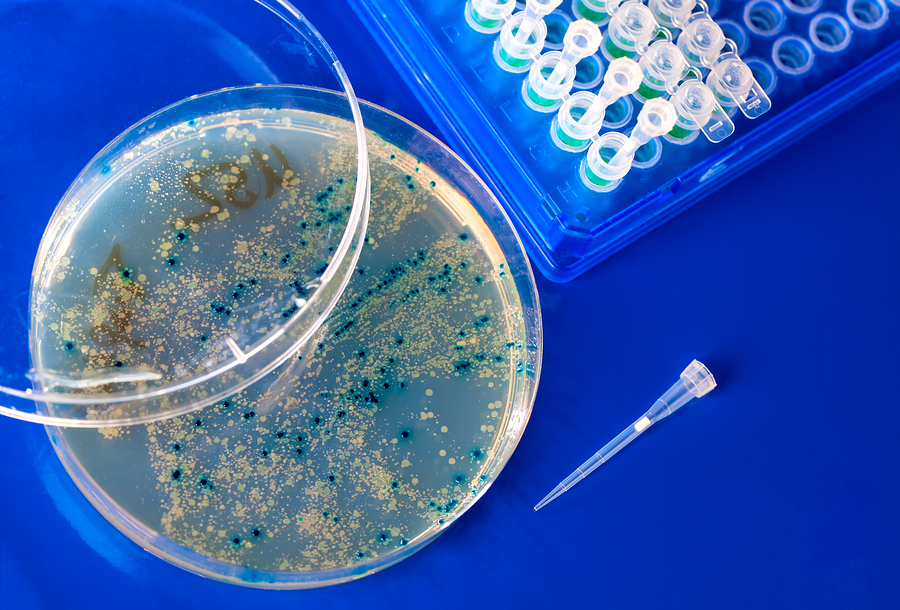 Bacteria for Phage Display Library Screening